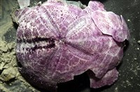 中華釜海膽藏品圖，第2張